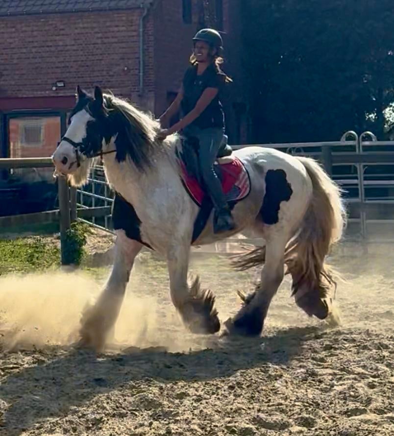 Bricoleur robuste, Animaux & Accessoires, Poneys, Hongre