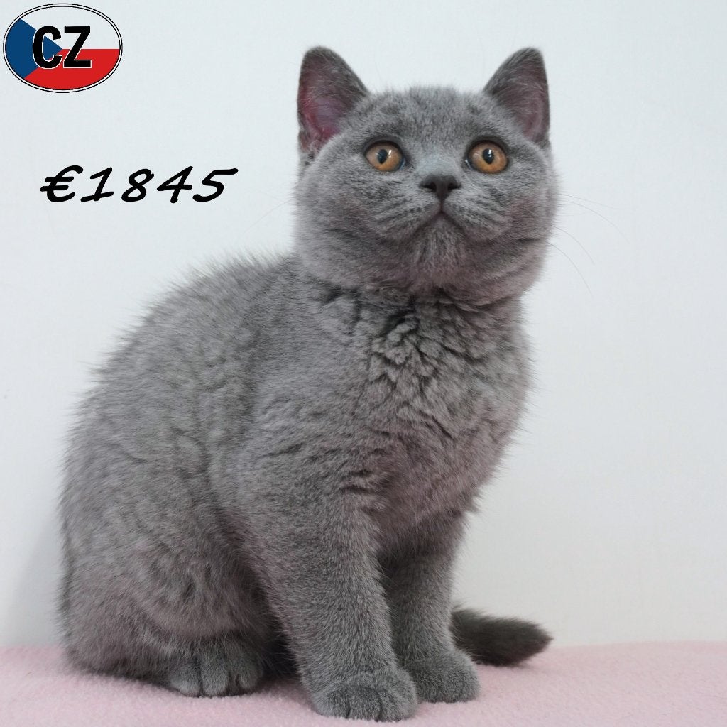 British Shorthair (Bleu) chatons à vendre, Animaux & Accessoires, Chats & Chatons | Chats de race | Poil ras, Plusieurs animaux