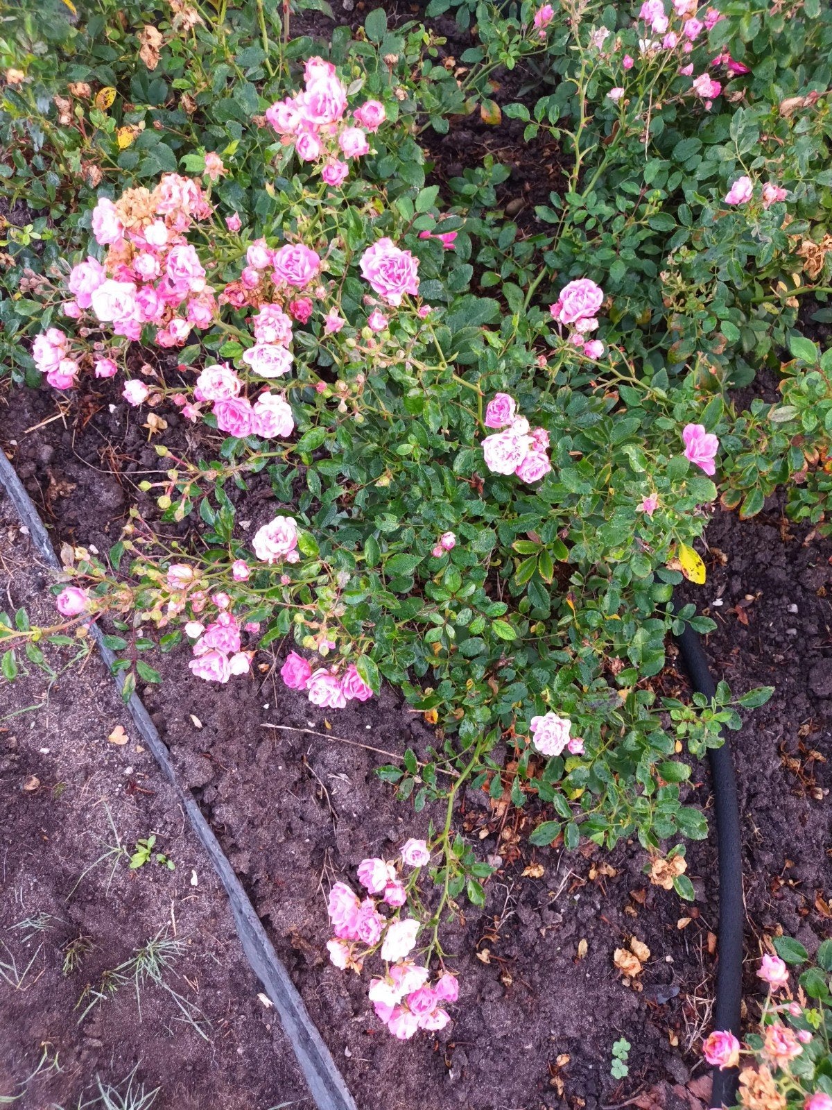 rozen struiken, Ophalen, Winter