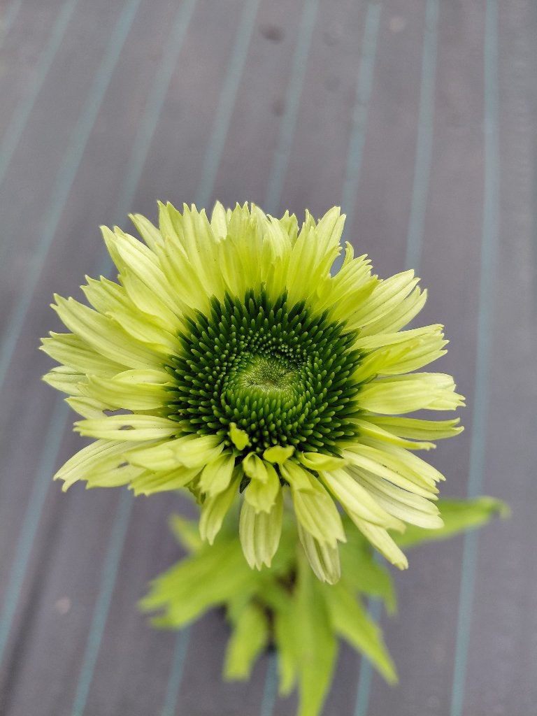Echinacea Green Jewel, Tuin en Terras, Ophalen