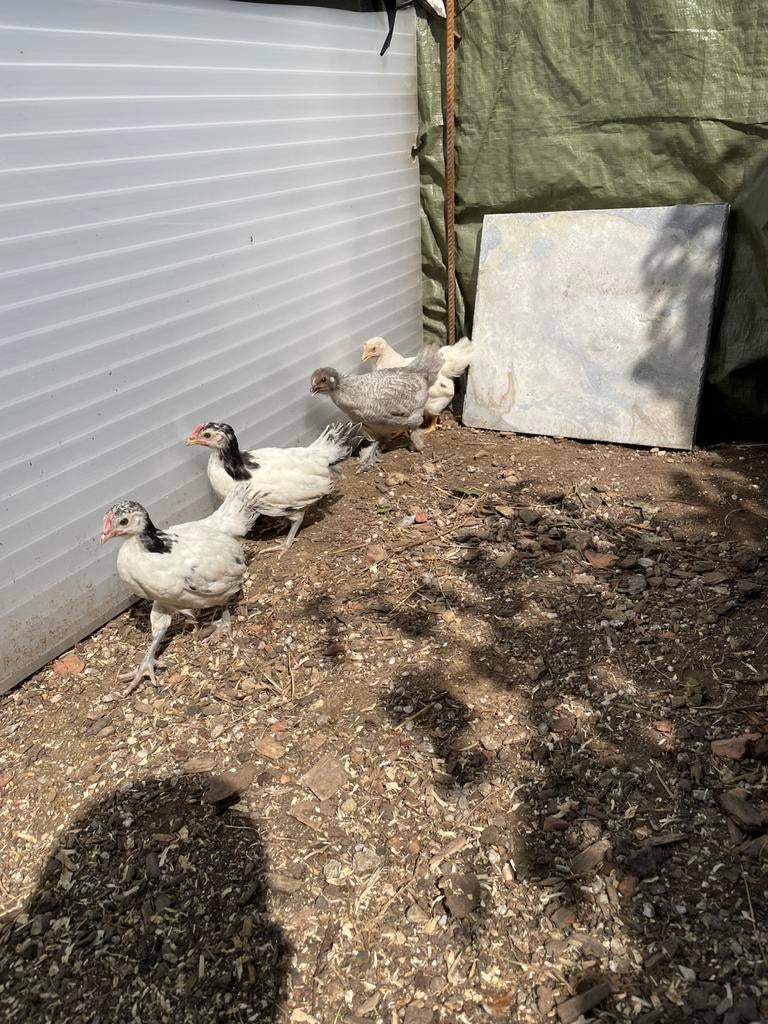 Te koop 4, stuks kuiken