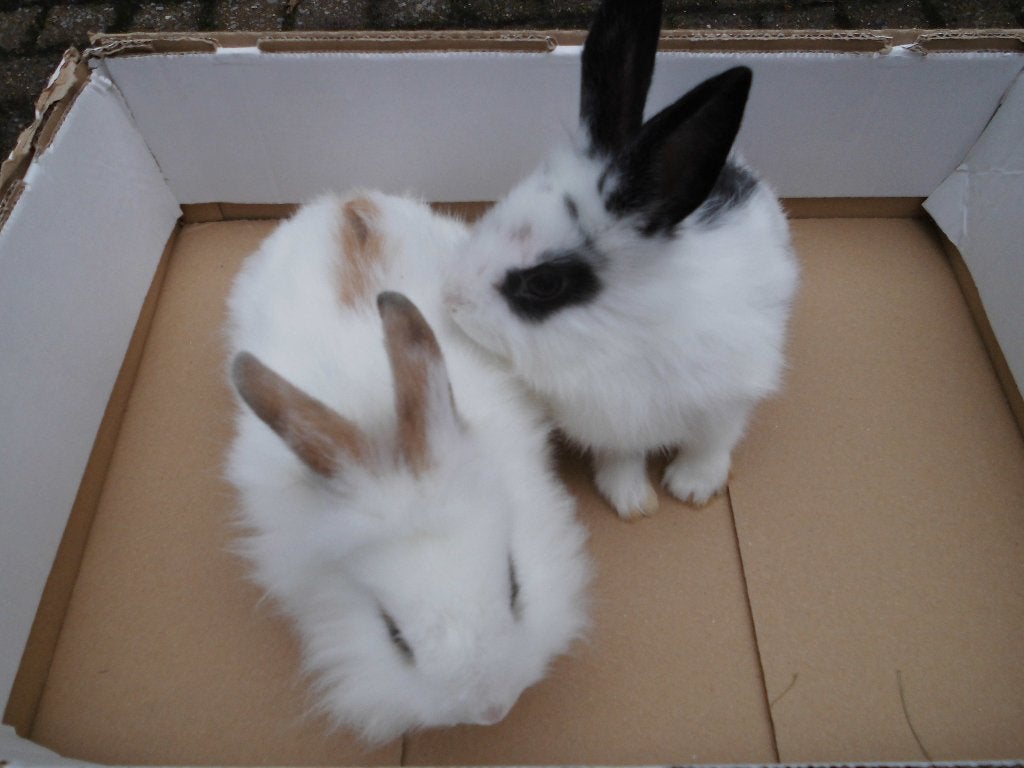dwergkonijntjes, Dieren en Toebehoren, Konijnen, Meerdere dieren, Dwerg, 0 tot 2 jaar