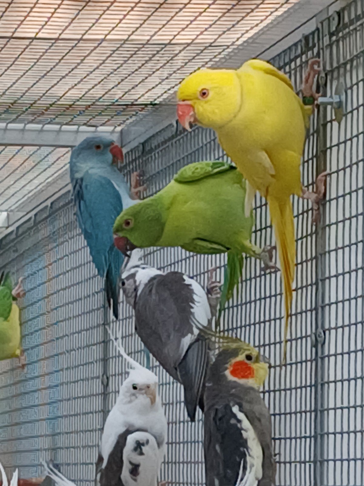 perruche a collier femelle verte opaline 2026, Femelle, Perruche, Bagué