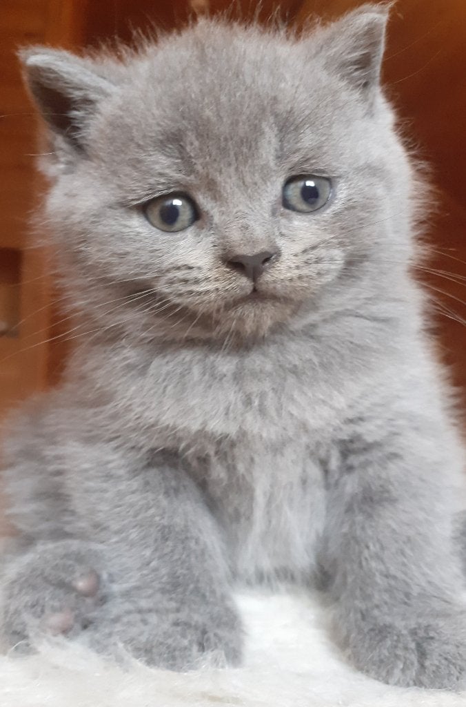 Brits korthaar kittens., Dieren en Toebehoren, Kater, Gechipt, 0 tot 2 jaar