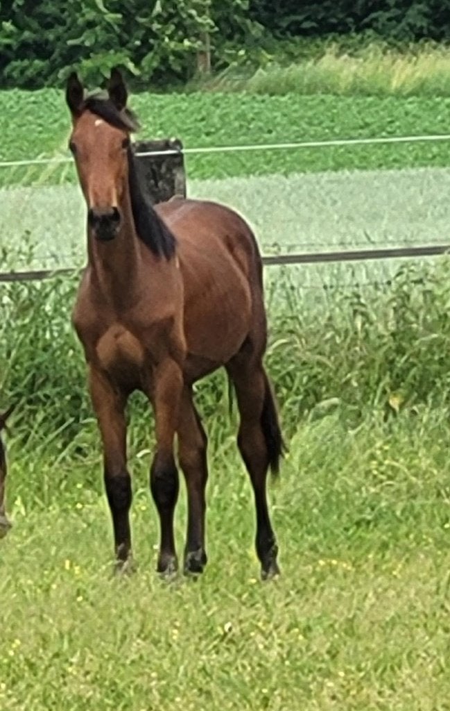 jaarling hengst, Dieren en Toebehoren, Paarden, Hengst, Springpaard, Met stamboom, 0 tot 2 jaar