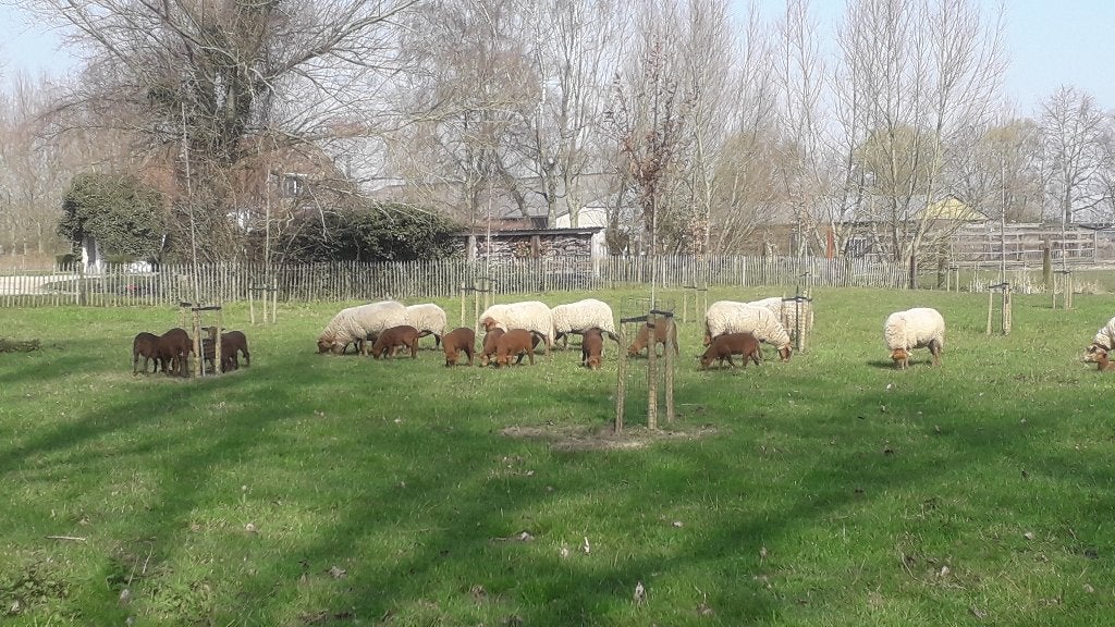 Schapen, Animaux & Accessoires, Femelle, Mouton, 0 à 2 ans