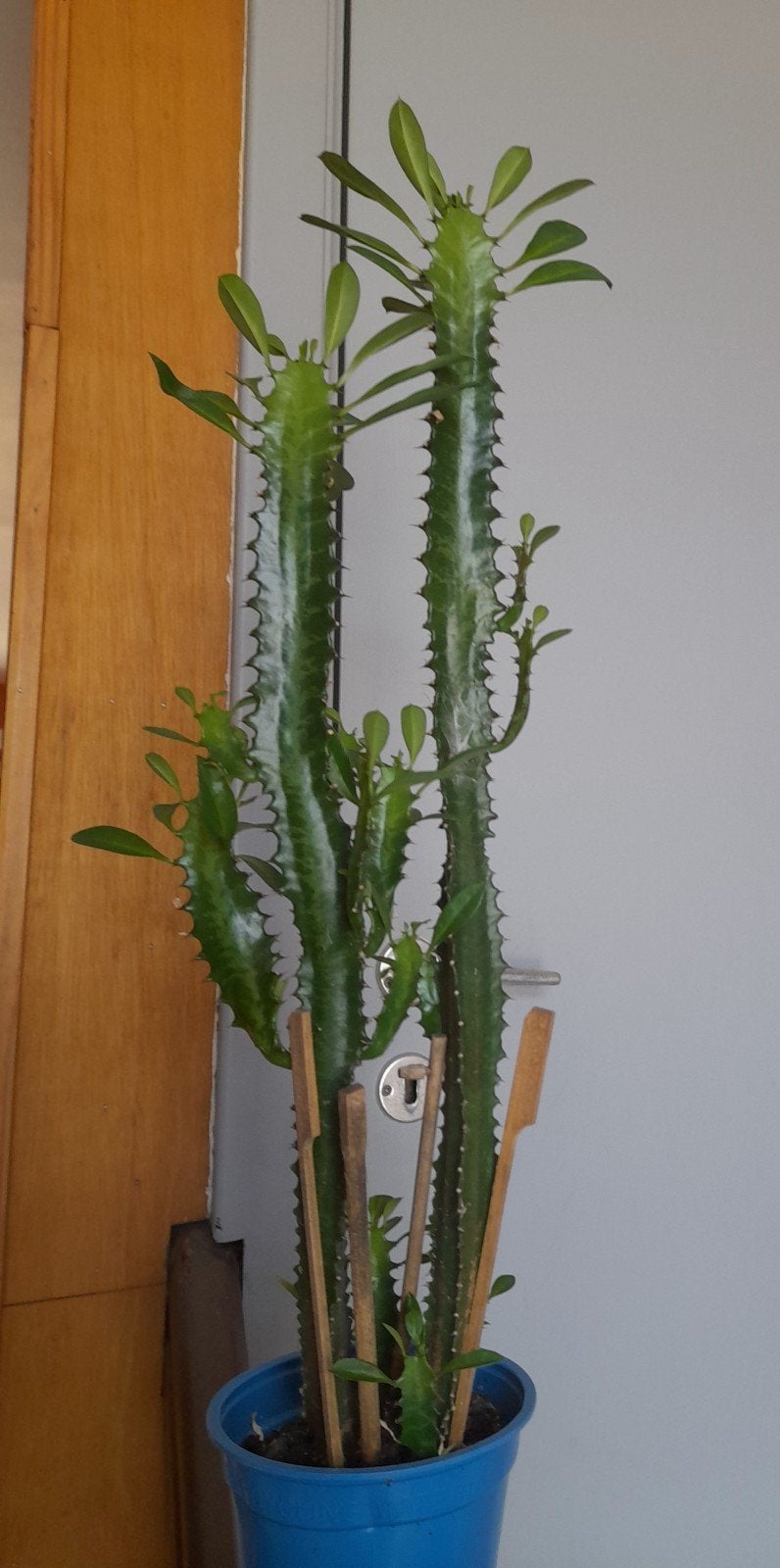 Cactus  meerdere takken +/- 55 cm met de pot, Cactus, Minder dan 100 cm