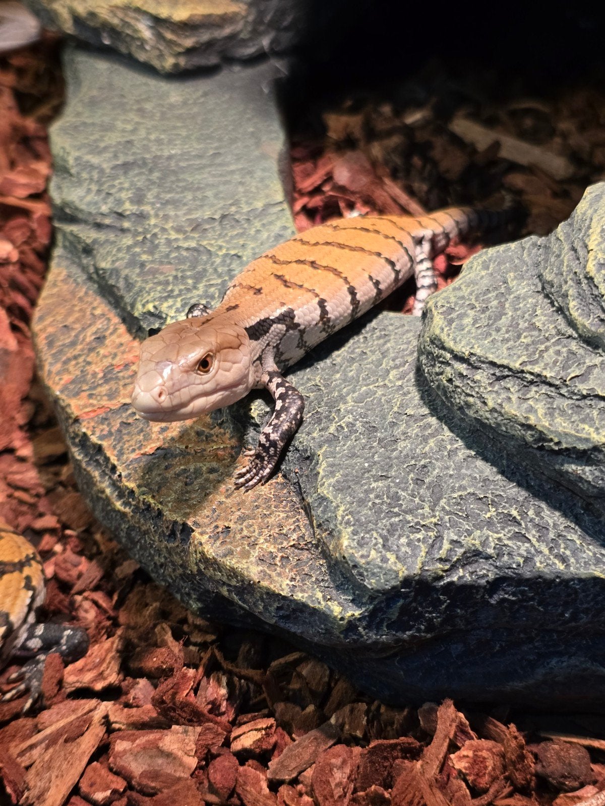 Prachtige Merauke blauwtongskinken (Tiliqua gigas evanescens, Animaux & Accessoires, Reptiles & Amphibiens, Amphibien