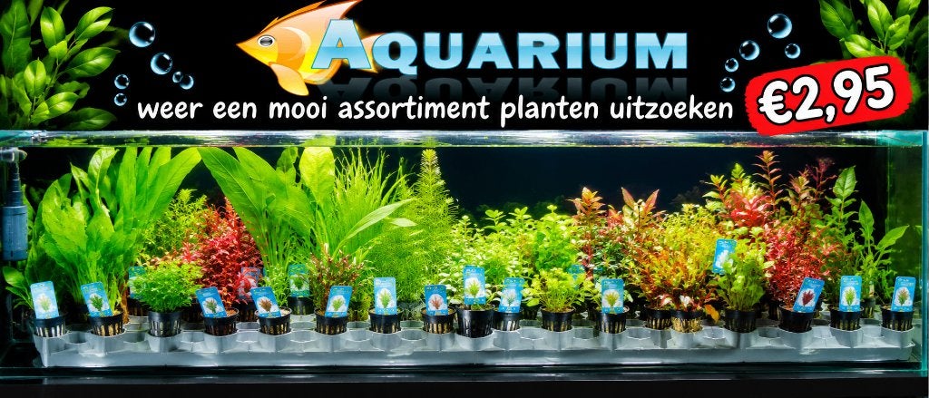 Hobbyaquarium planten duur ?uitzoeken fris nieuw assortiment, Ophalen, Plant(en), Steen of Hout