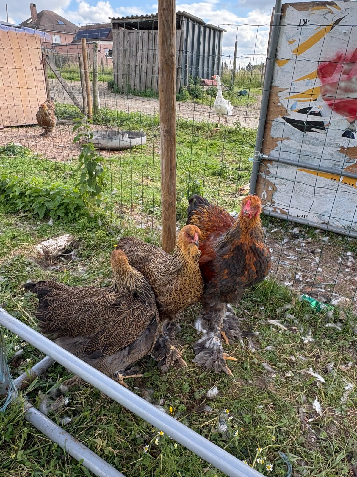 Trio Brahma’s, Dieren en Toebehoren
