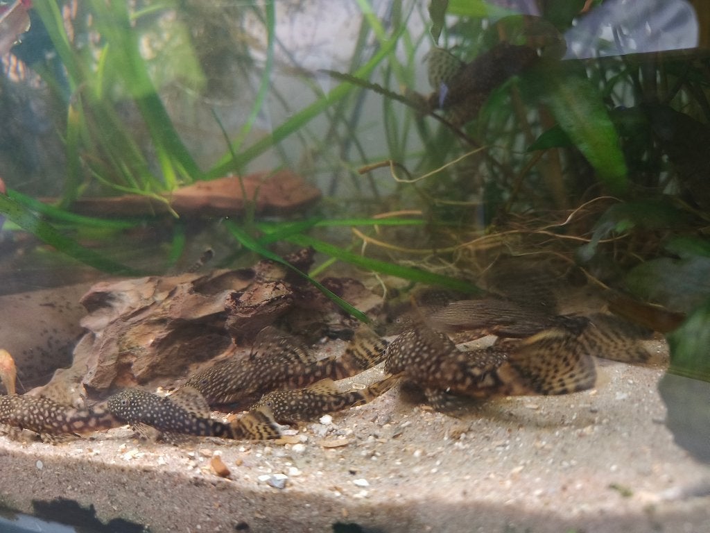 Ancistrussen, Dieren en Toebehoren