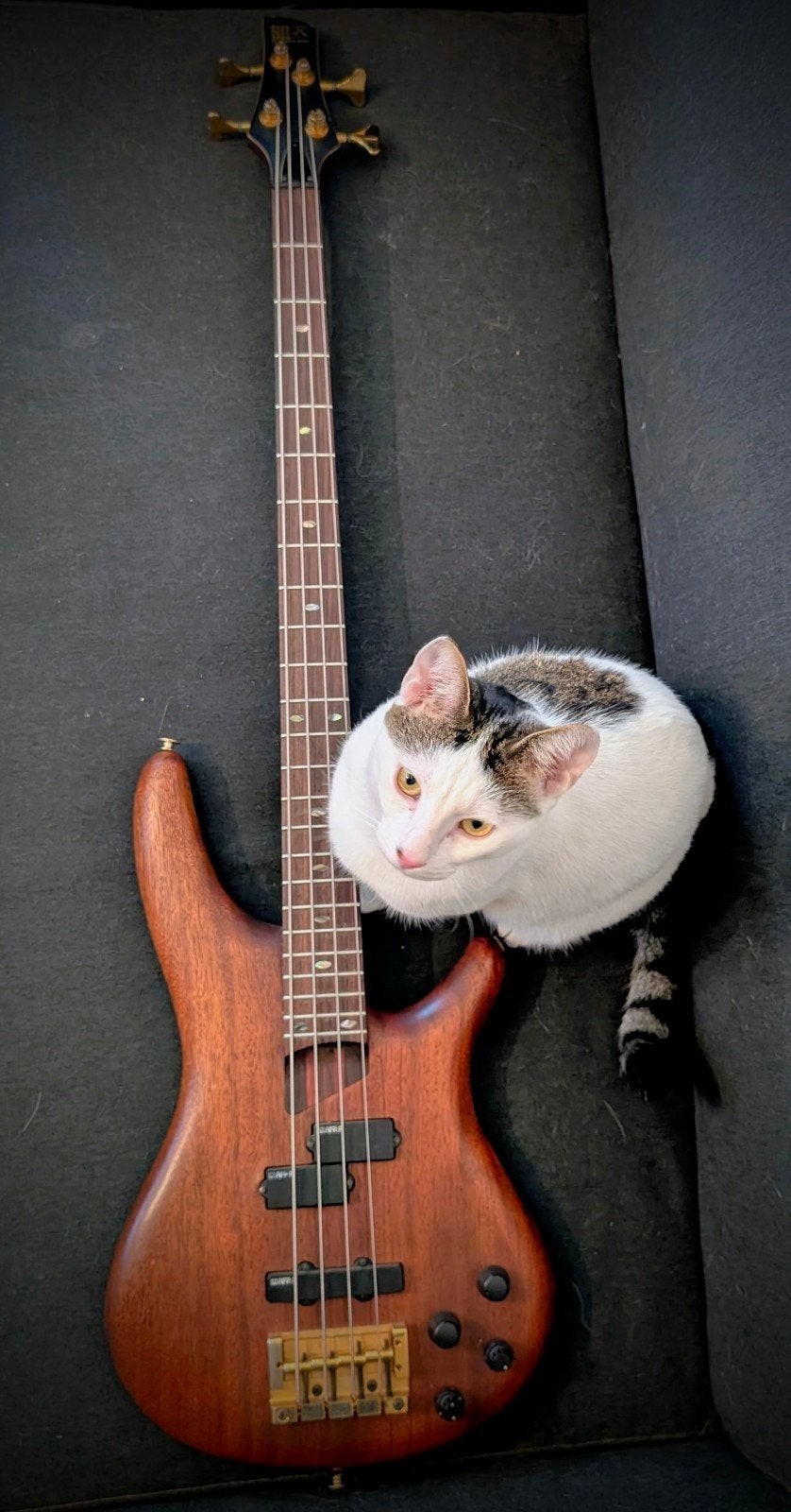 Ibanez SR1000 Soundgear – Japan 1995 – FujiGen
Je ve, Musique & Instruments, Enlèvement, Utilisé, Électrique