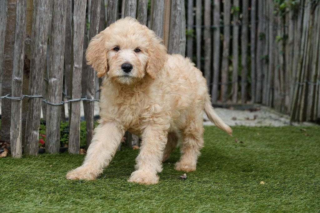 Prachtige Medium Labradoodle pups; Abrikoos & abrikoos/rood, België, Overige rassen, CDV (hondenziekte), 8 tot 15 weken