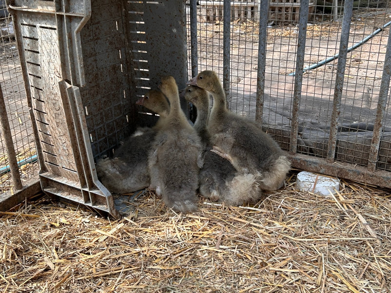 4 jonge krulveergansjes, Dieren en Toebehoren, Pluimvee, Geslacht onbekend, Gans of Zwaan