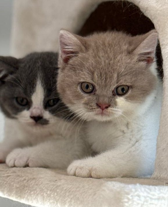 Exclusief britse korthaar kittens bicolor/met stamboom, Plusieurs animaux, Avec pedigree