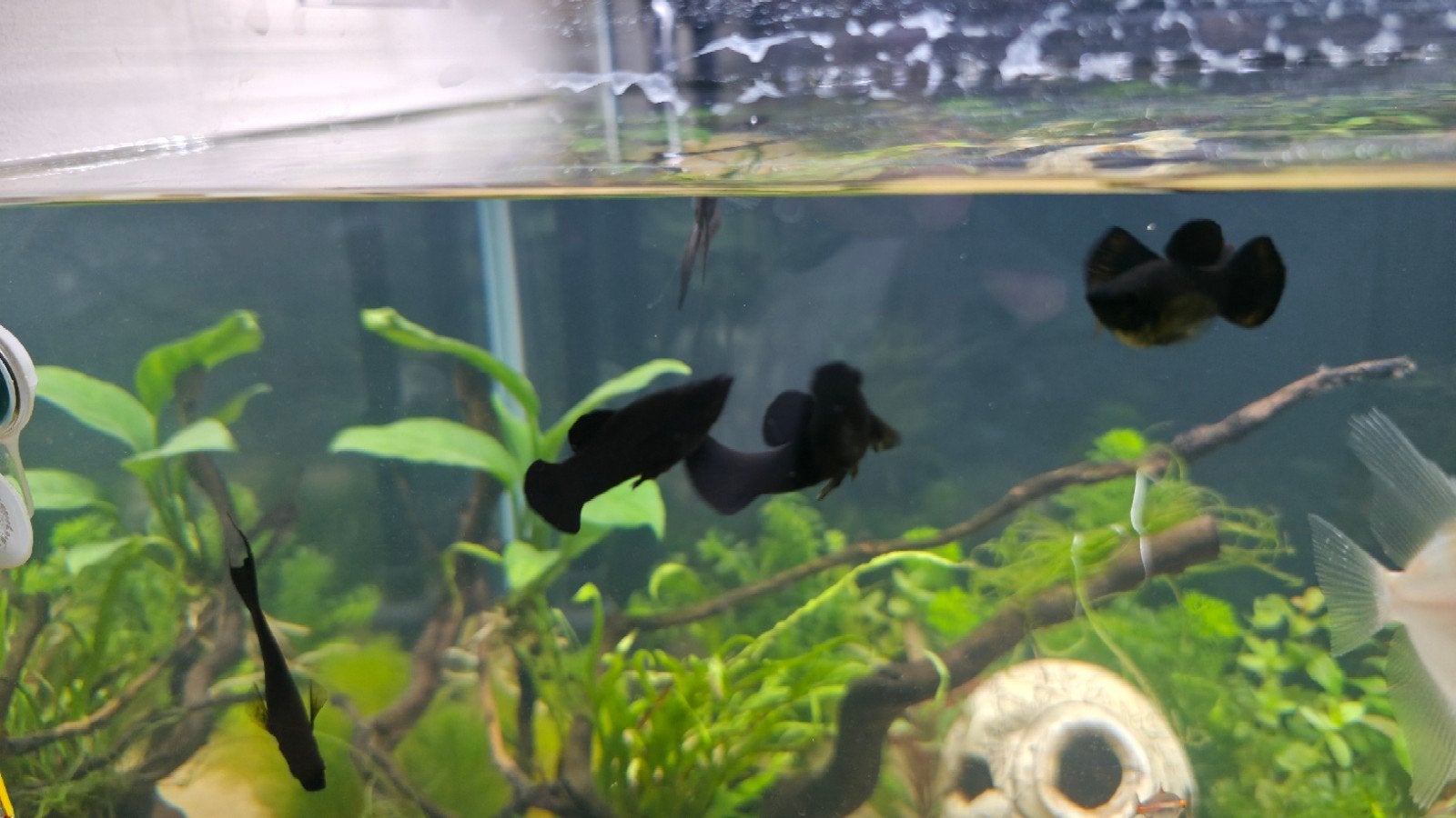 6 black molys  te geef of ruilen