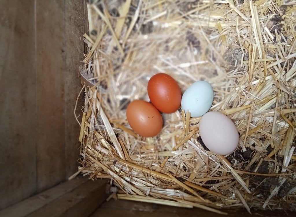 Oeufs fécondés de couleurs, Enlèvement, Neuf, Potager