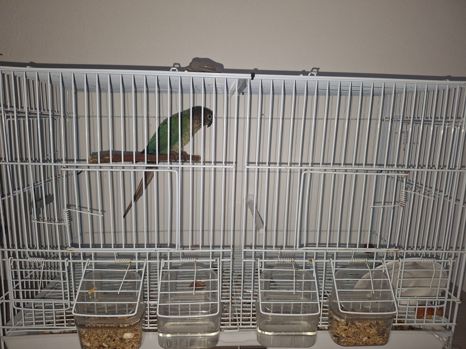 Vogel en kooi verkopen (green cheek conure), Dieren en Toebehoren, Vogels | Parkieten en Papegaaien, Vrouwelijk, Papegaai, Geringd