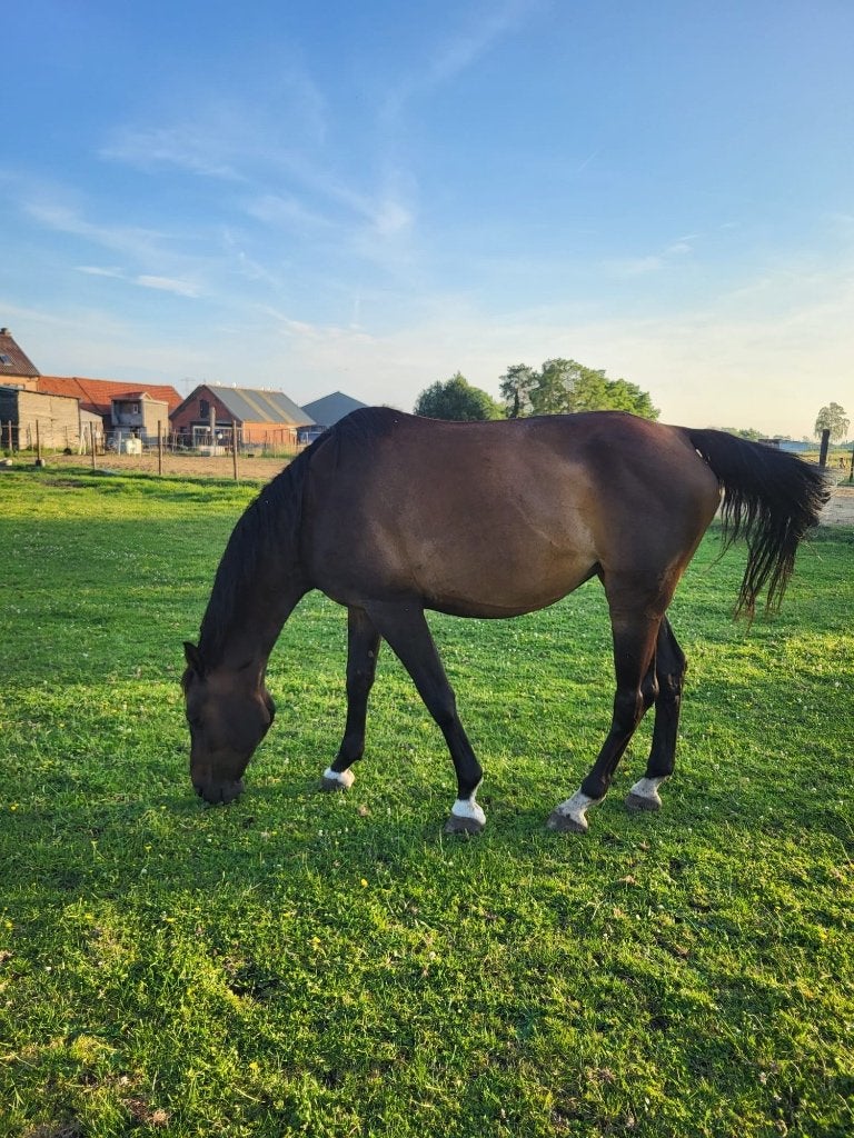 Prachtige hannoveraanse merrie met heel goed stamboom, 11 ans ou plus, Avec pedigree, 170 à 175 cm, Jument