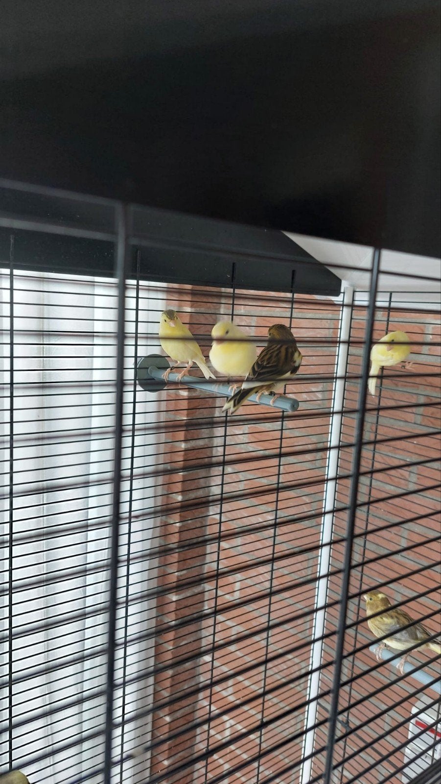 kanaries, Dieren en Toebehoren, Vogels | Kanaries