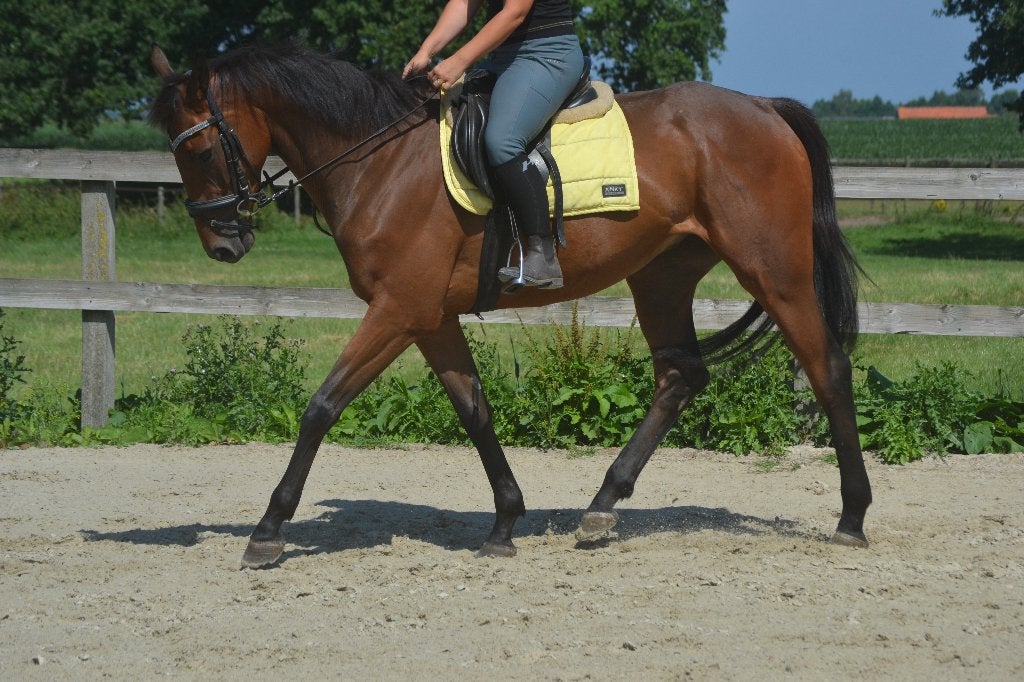 Hele lieve fijne ruin, Dieren en Toebehoren, Paarden, B, Ruin, 3 tot 6 jaar, 160 tot 165 cm