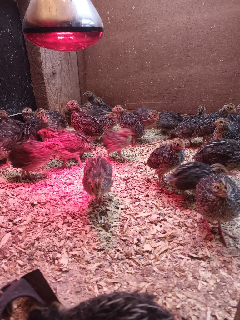 KWARTEL, Dieren en Toebehoren, Vogels | Overige Vogels