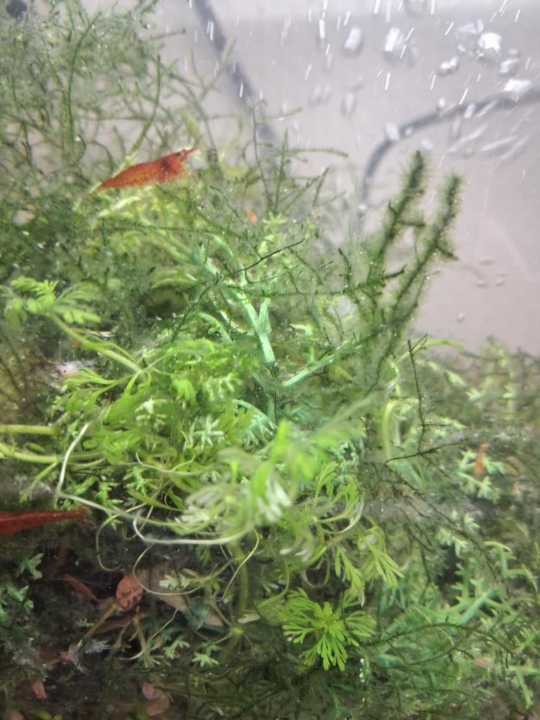Crevettes  rouge, Février, Sexe inconnu