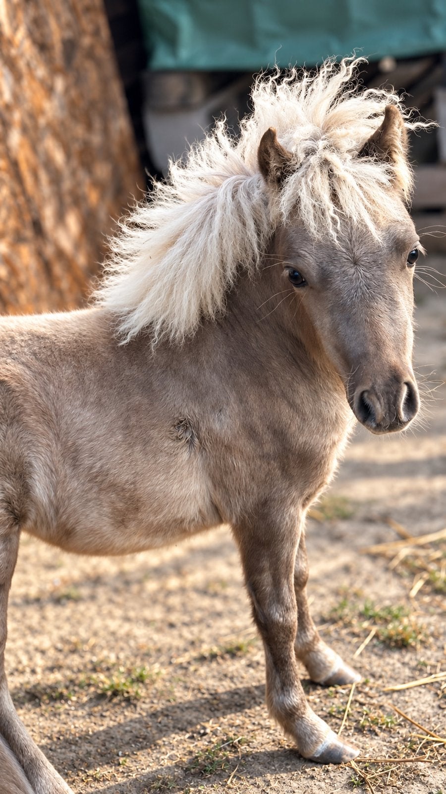 TE KOOP | MINIATUURPAARD – SILVER DAPPLE MERRIEVEULEN, Dieren en Toebehoren, Merrie