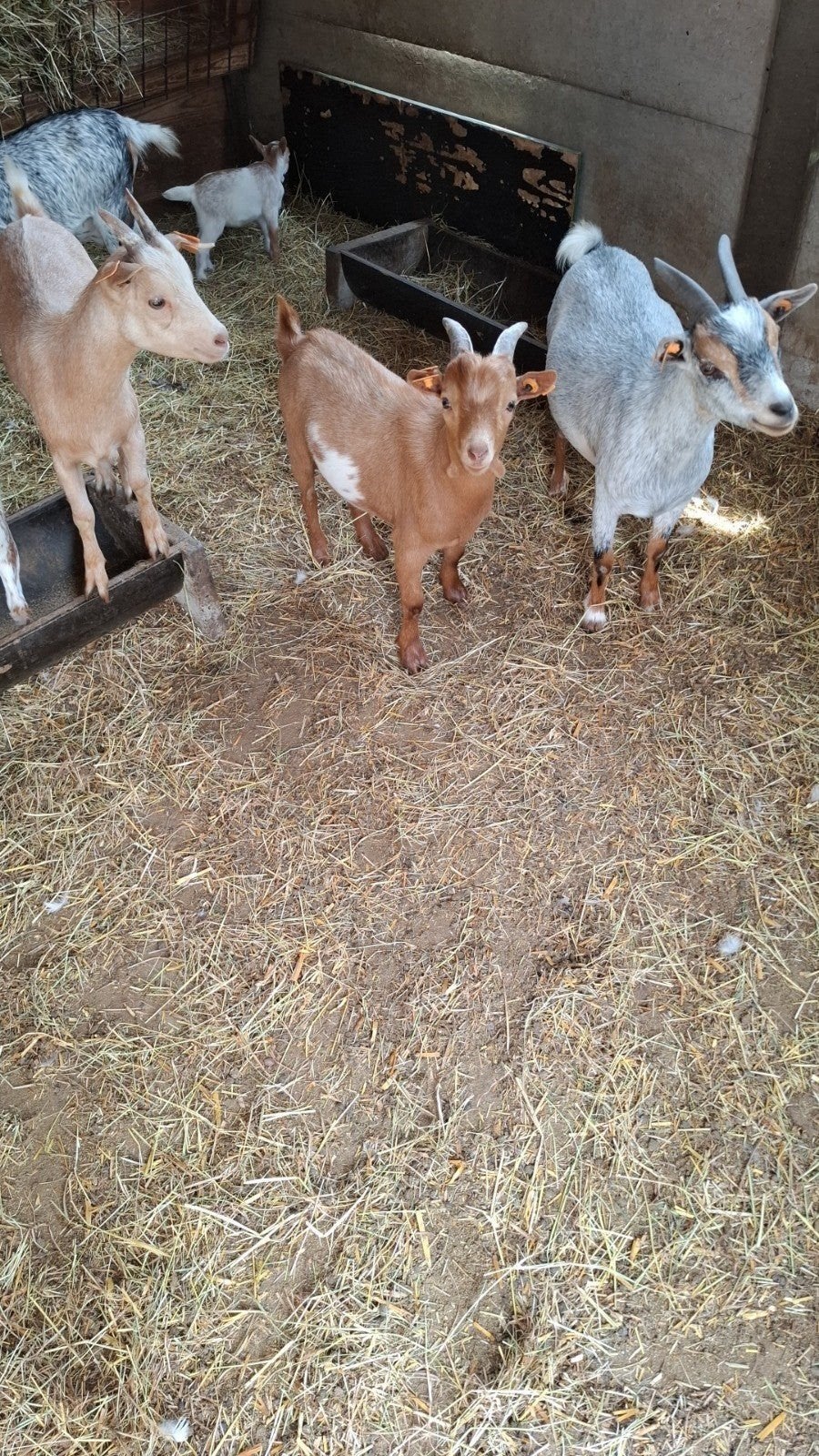 2 rosse dwerggeiten bokjes, Dieren en Toebehoren