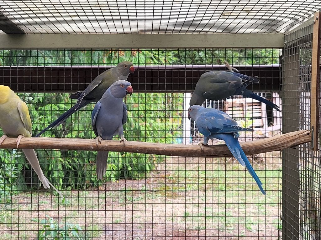 4 jonge halsbandparkieten (violet), Sexe inconnu, Perruche, Bagué