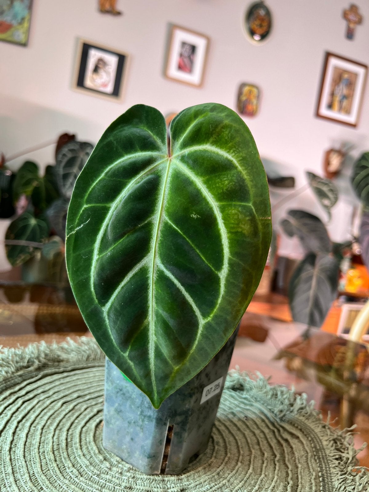 Anthuriums magnificum x besseae aff, Enlèvement ou Envoi