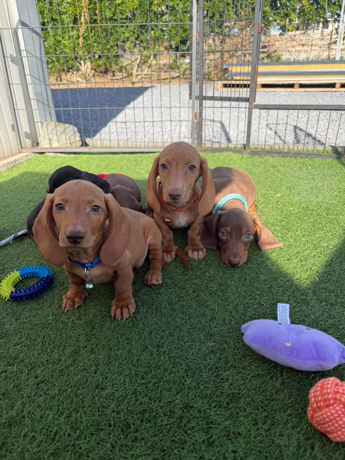 Lieve kortharige dwergteckel pups, Dieren en Toebehoren, België, CDV (hondenziekte), 8 tot 15 weken, Korthaar