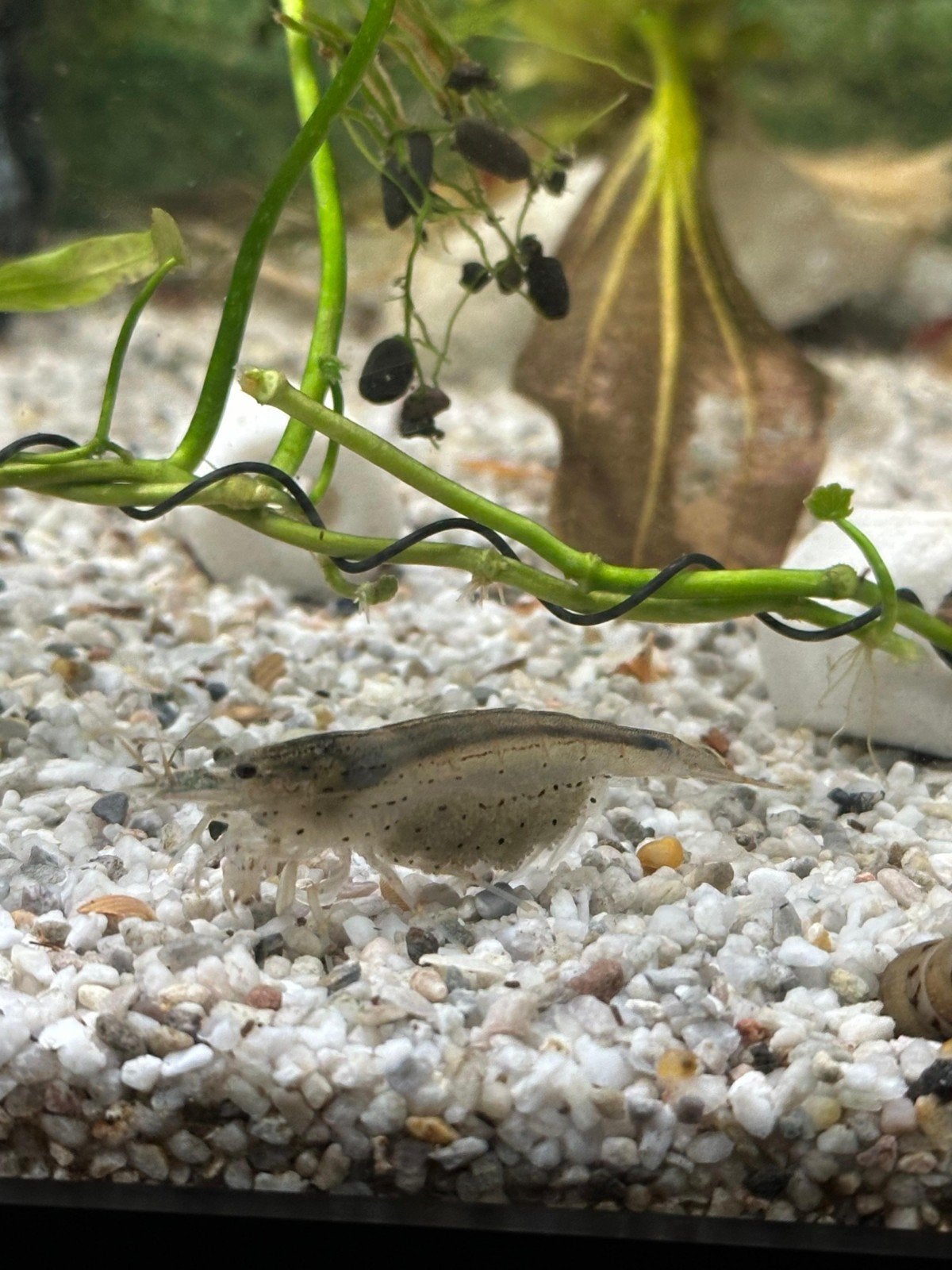 Amano garnaal (Caridina multidentata), Animaux & Accessoires