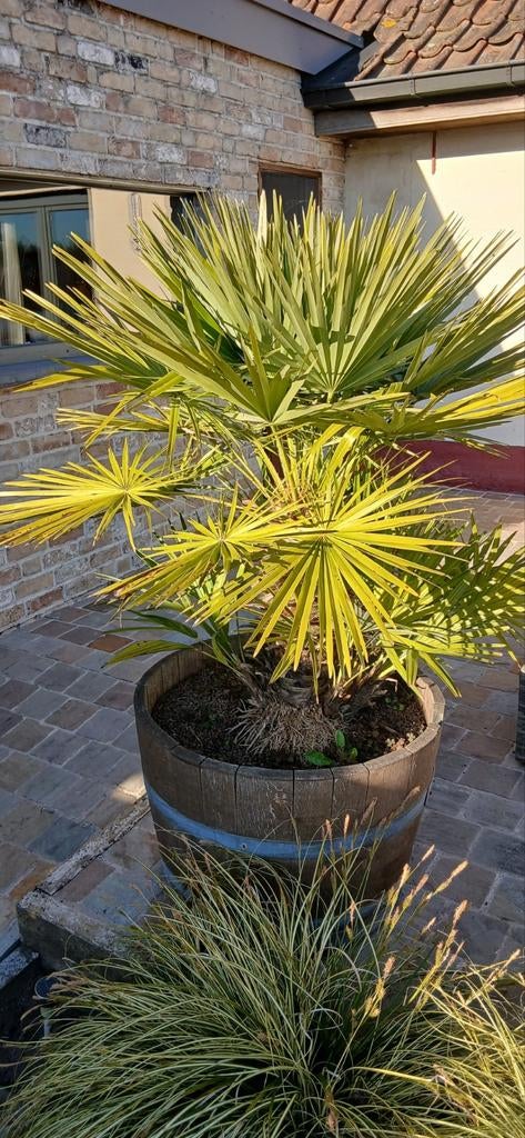 Palmstruik, Ophalen