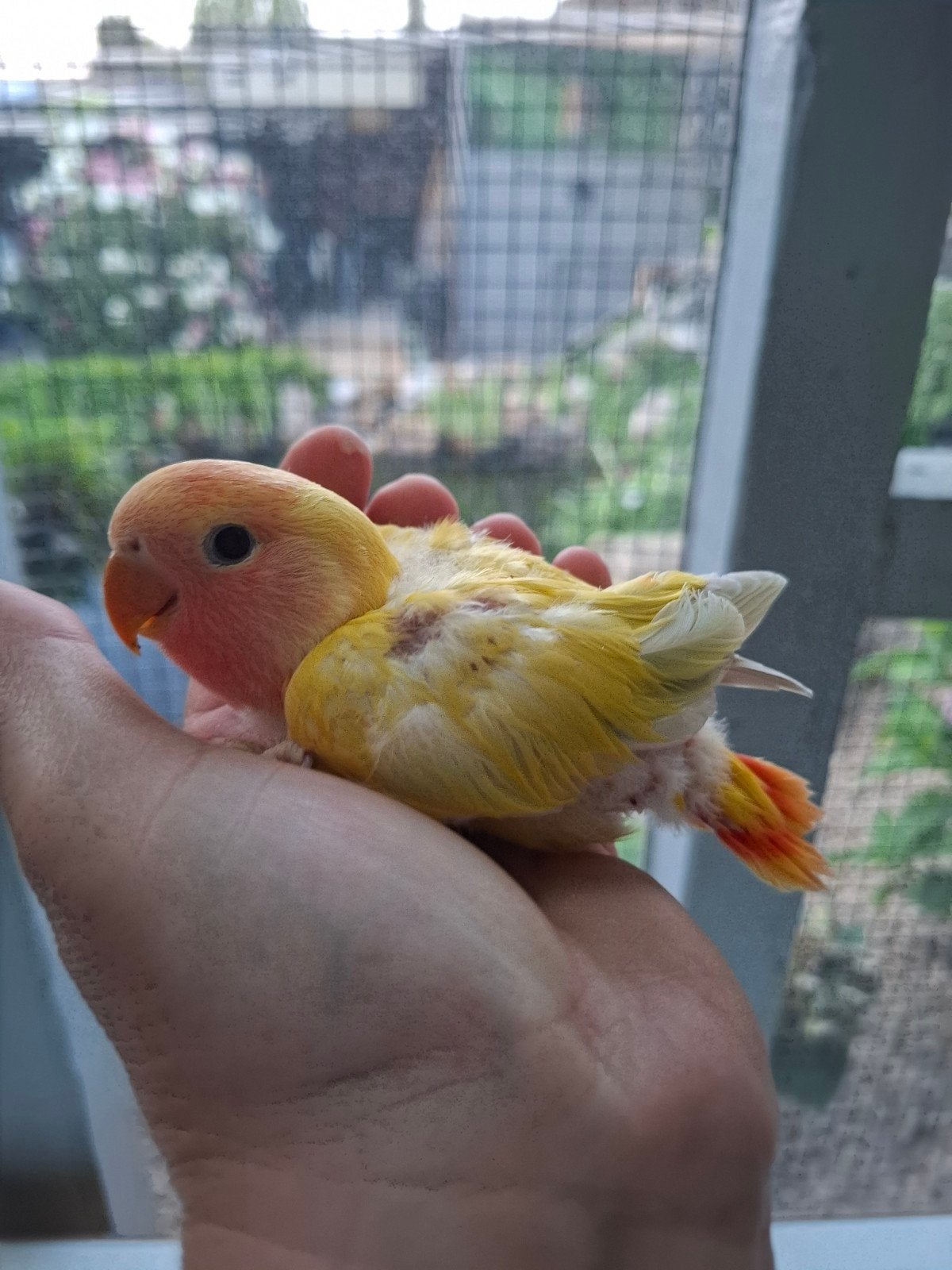 agapornis roseicollie 2 babys handtam pallid, Dieren en Toebehoren