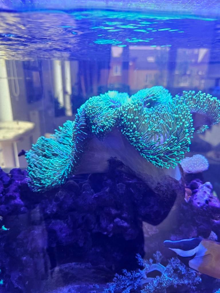Lederkoraal stekjes Weeping Willow Toxic green, Dieren en Toebehoren, Vissen | Aquariumvissen
