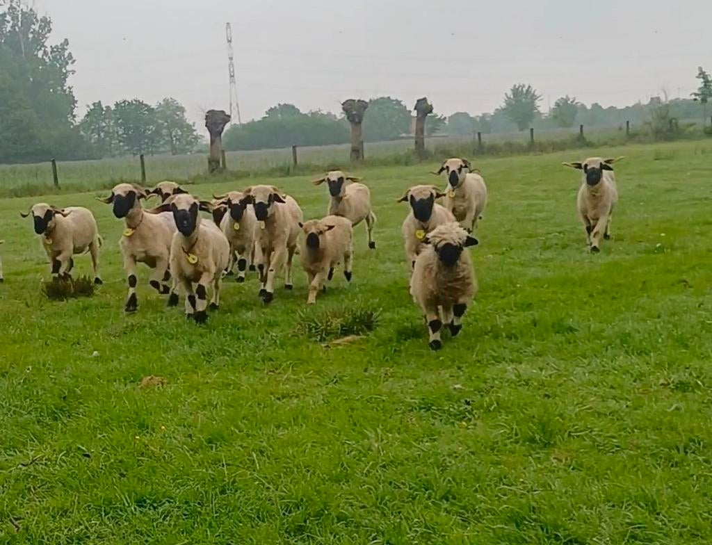 Walliser schwarznase te koop