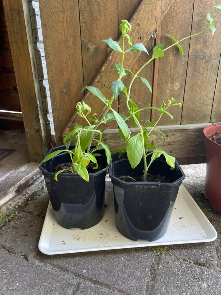 Vaste plant Rode Valeriaan, Tuin en Terras, Ophalen, Vaste plant