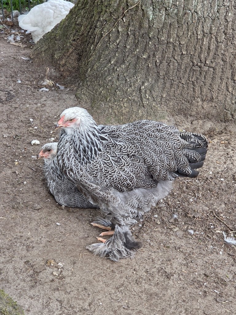 Brahma zilverpatrijs/zilverblauwpatrijs hennentjes, Femelle, Poule ou poulet