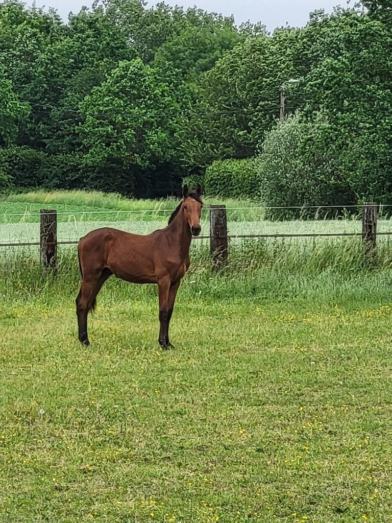 jaarling hengst, Dieren en Toebehoren, Paarden, Hengst, Springpaard, 0 tot 2 jaar