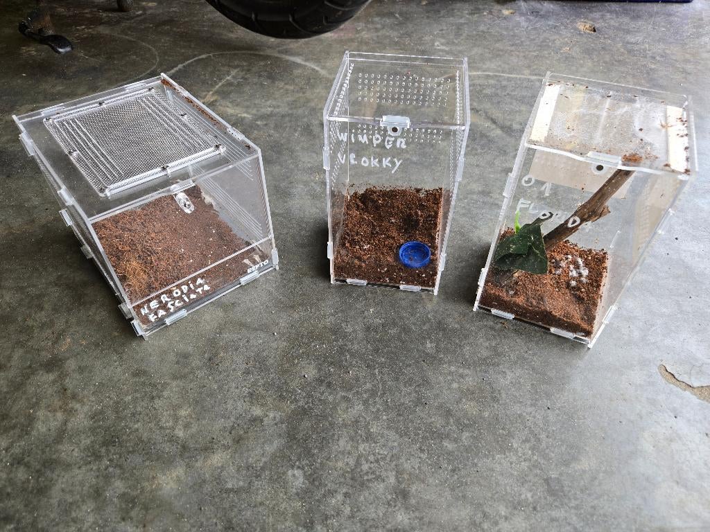 Spinnenterrariums, Dieren en Toebehoren, Ophalen of Verzenden, Nieuw, Terrarium of Paludarium
