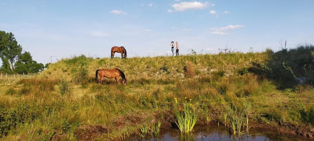 Paddock Paradise regeneratieve paardenplek (volpension), Animaux & Accessoires, Box & Pâturages, Élevage, Mise à l'étable, Pâturage