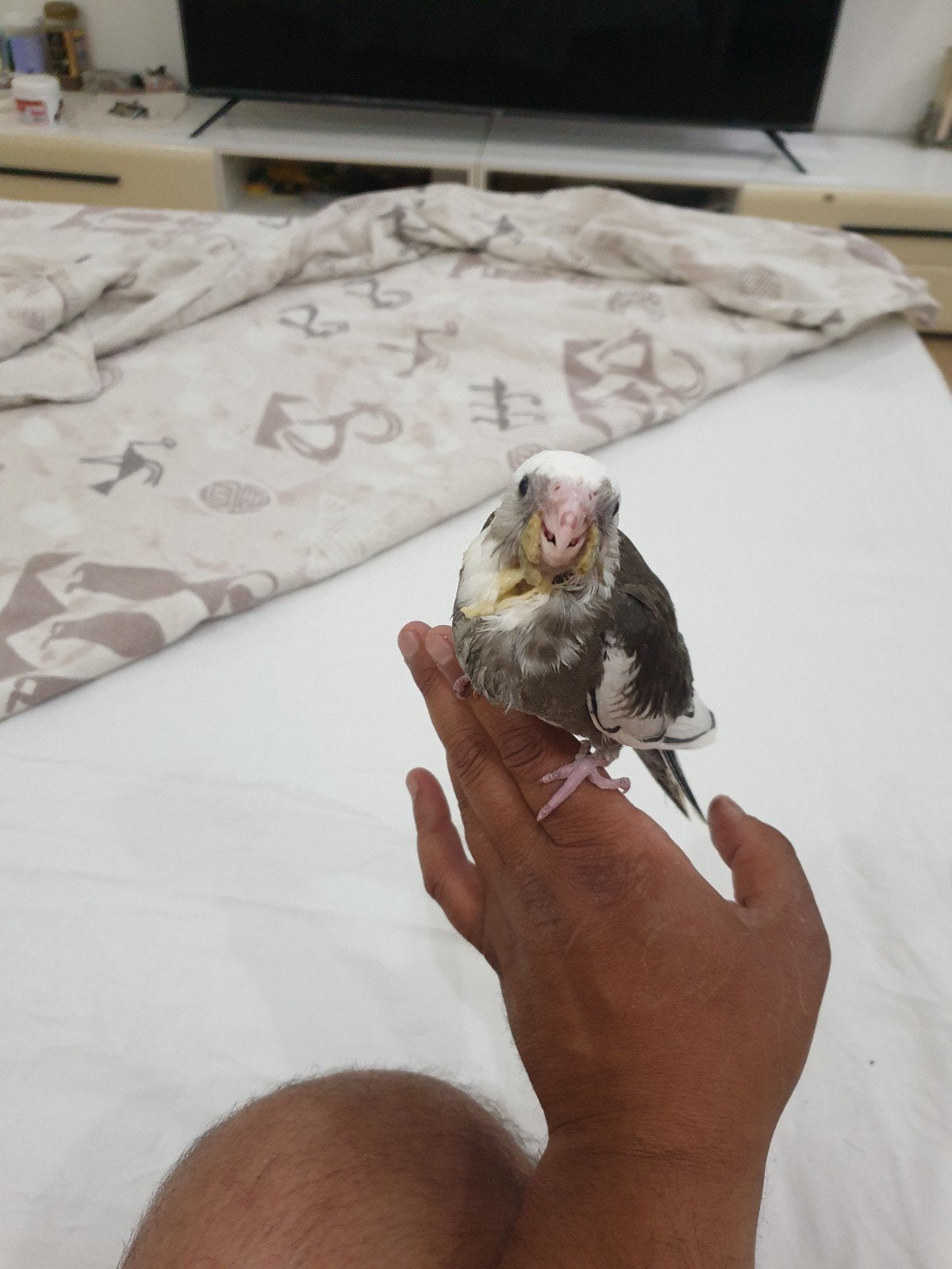 Calopsitte très apprivoisé âgé de 2 mois, Animaux & Accessoires, Animaux Autre, Avril, Sexe inconnu