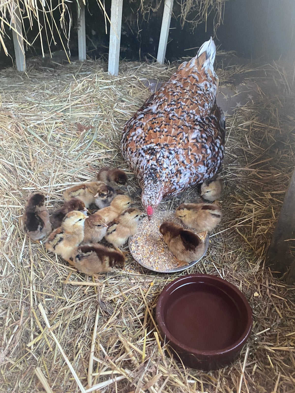 Koppel kippen met 13 kuikens te koop, Meerdere dieren, Kip
