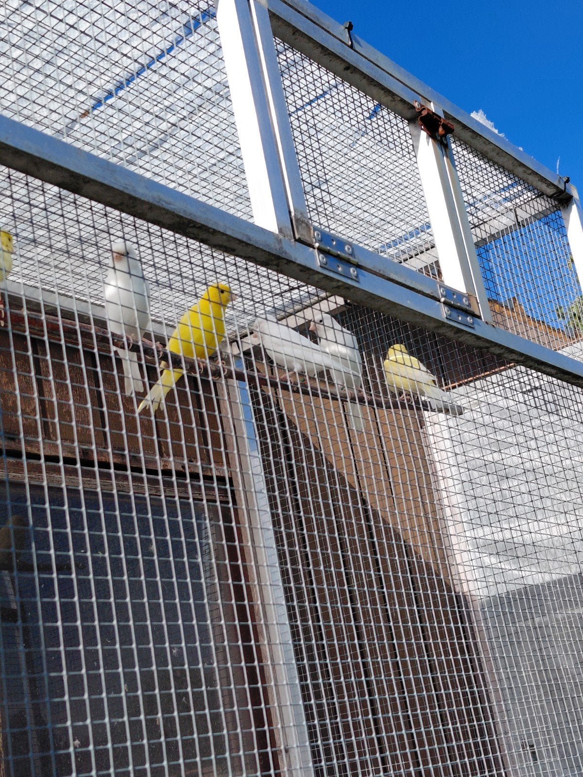 Kanaries te koop, Dieren en Toebehoren