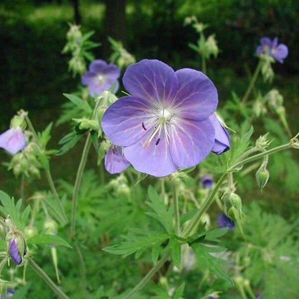 Geranium pratense, Tuin en Terras, Volle zon, Vaste plant, Zomer, Ophalen
