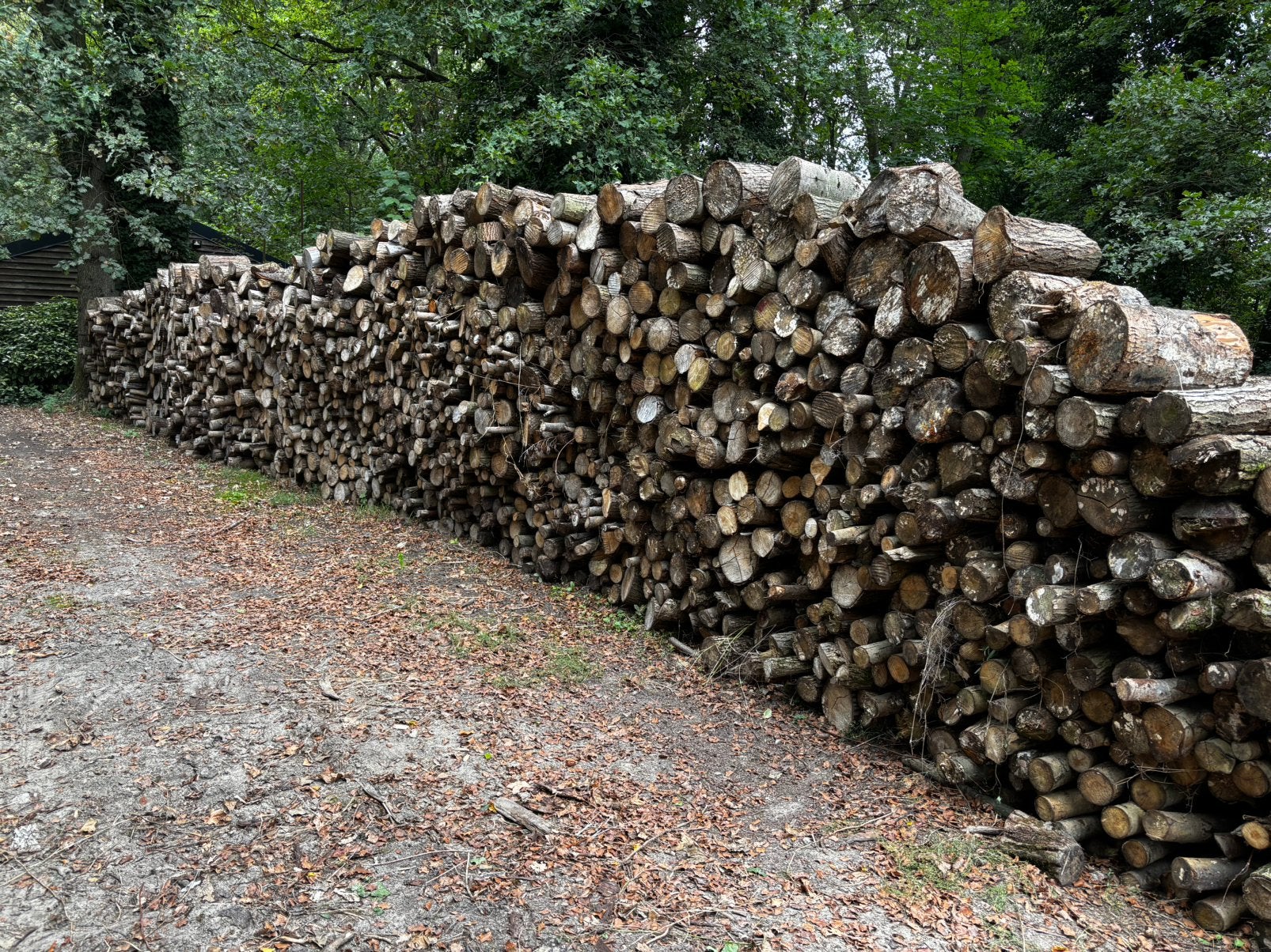 Wilgenhout 40 m3, Tuin en Terras, 6 m³ of meer, Ophalen, Overige houtsoorten, Takken