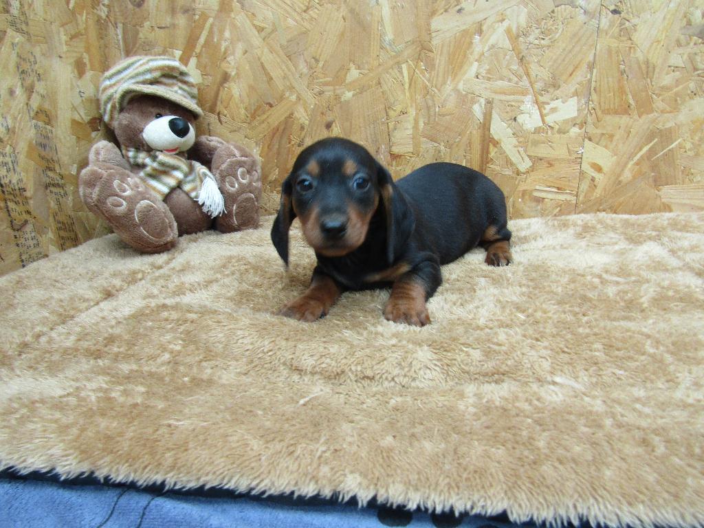 Nieuw nestje teckel pups 8 weken, Dieren en Toebehoren, Honden | Teckels en Dashonden, Parvo, België, Standaard, Reu