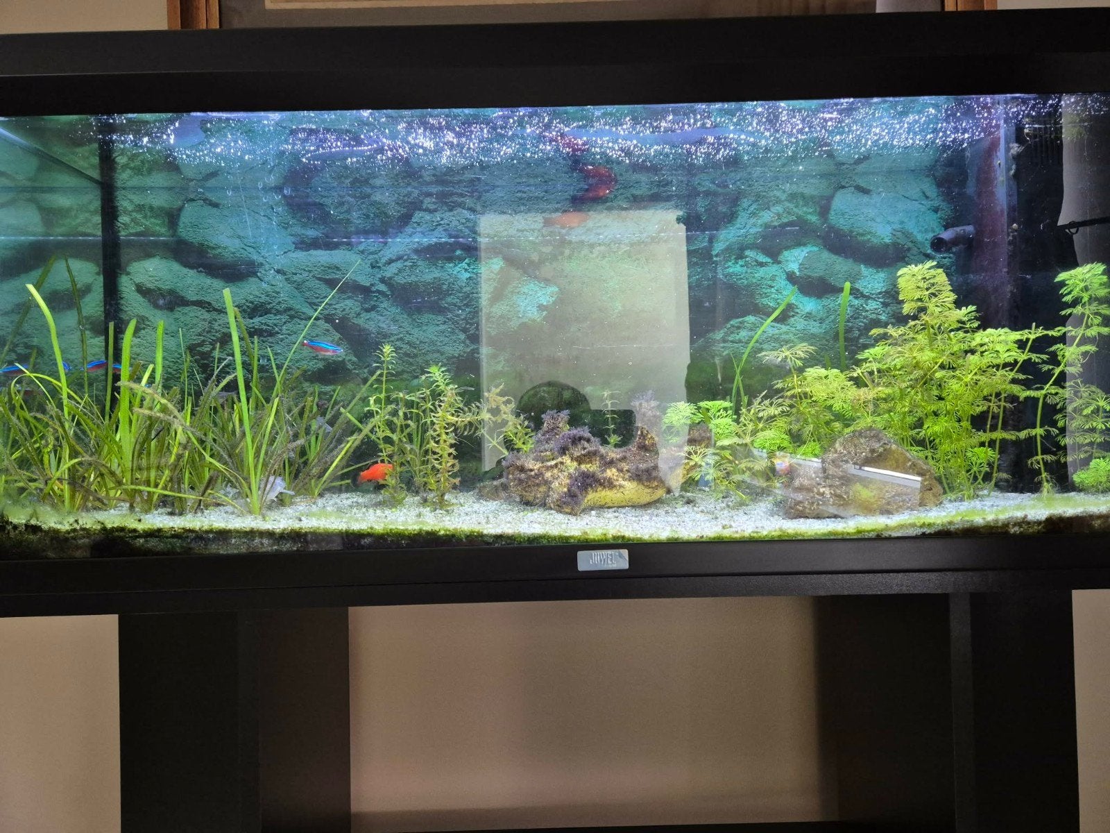 Grote en kleine aquarium + toebehoren, Enlèvement, Accessoires inclus, Comme neuf, Meuble d'aquarium