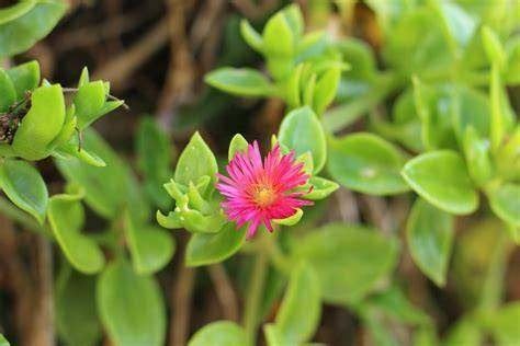IJskruid ( Mesembryanthemum cordifolium ) plantjes, Huis en Inrichting, Ophalen, Vetplant, Halfschaduw, In pot